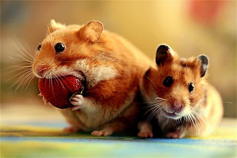 Snack Time, comical, strawberry, food, hamsters, funny, snack, eating, HD wallpaper