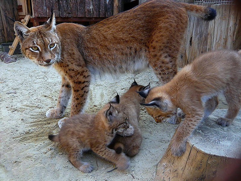Mama Linx and her Cubs plushy, background, tails, creates, hatch, nice, multicolor, cottony pints, claws, ears, breed, snow, cats, white, zoological, bonito, litter, lokking, cold, sand, wild beasts, beije, animals, maroon, nest, sitting, nature pc, stump, orange, yellow, play, marks, look, s, black, cute, cool, awesome, hop, fullscreen, eyes, growth, colorful, mouth, felines, brown hair, graphy, young, spots, amazing, nose playing, view, brood, colors, fuzzy, pellage, jaws, colours, frozen, natural, HD wallpaper