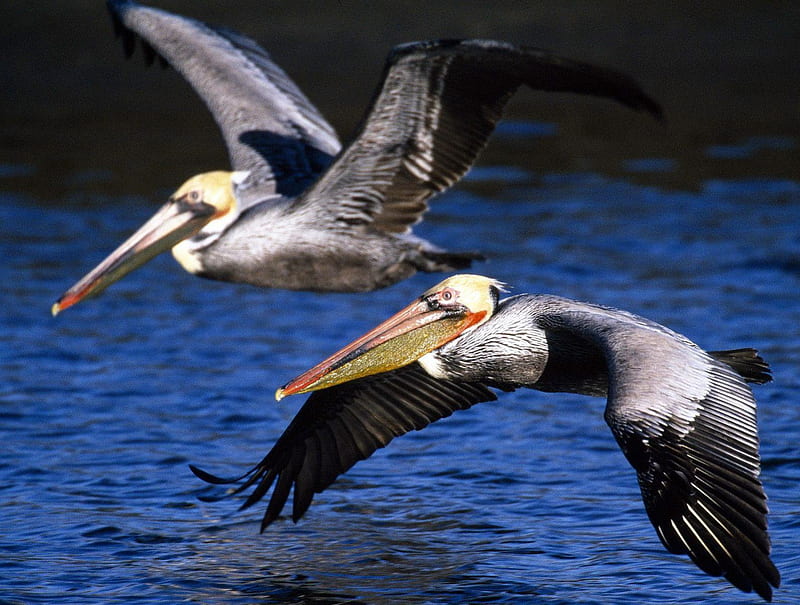 Pelicans, pelican, brown, fish, black, bill, animal, sea bird, fly, water, flying, beak, white, feathers, blue, HD wallpaper
