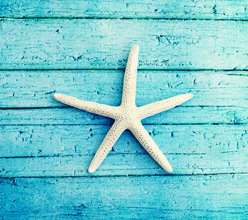Sea Star, HD wallpaper