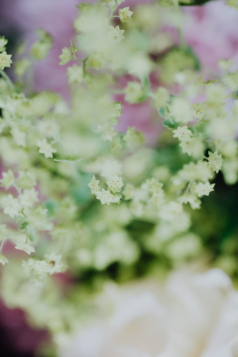 White and Pink Flowers in Tilt Shift Lens, HD phone wallpaper