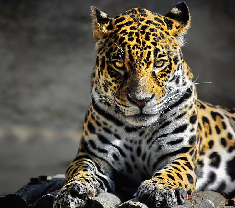Jaguar, big cats, carnivors, felines, predators, HD wallpaper