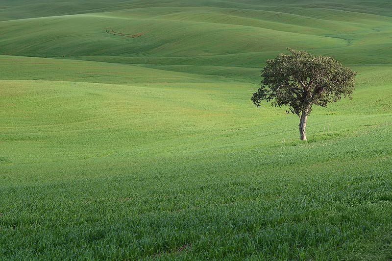tree, field, hills, grass, landscape, HD wallpaper
