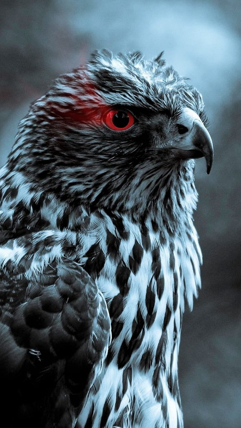 red eyes, eagle, eagles, falcon, wild, predator, blue, hawk, nice, bonito, birds, HD phone wallpaper
