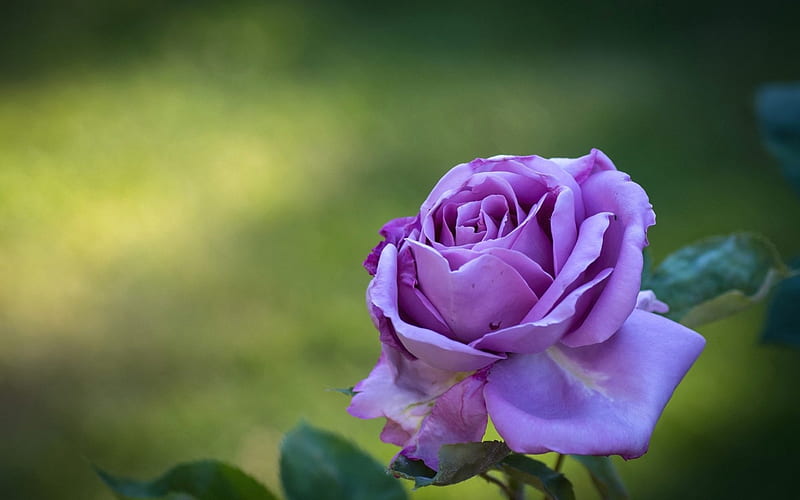 Rose, flower, purple, green, HD wallpaper | Peakpx