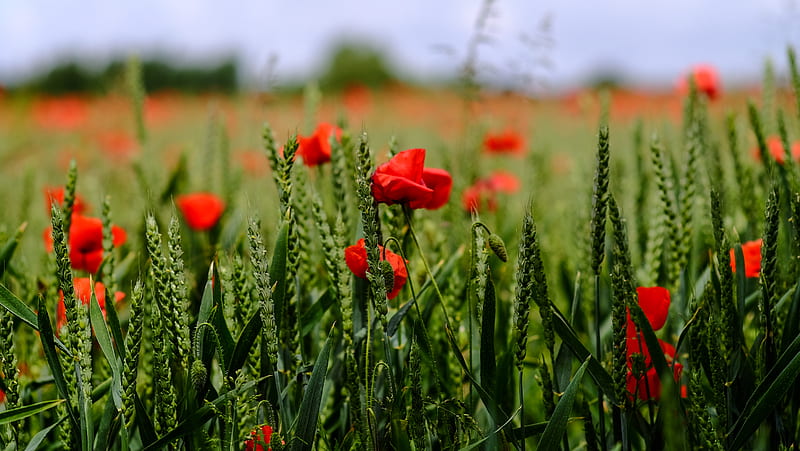 poppy, flowers, field, grass, HD wallpaper