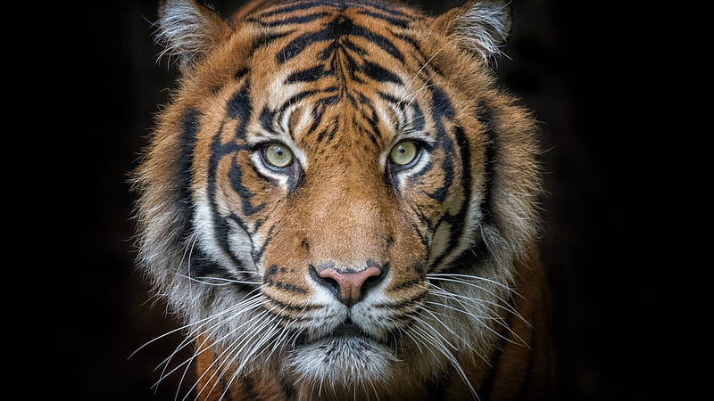 Tiger, face, tigru, big cat, black, HD wallpaper