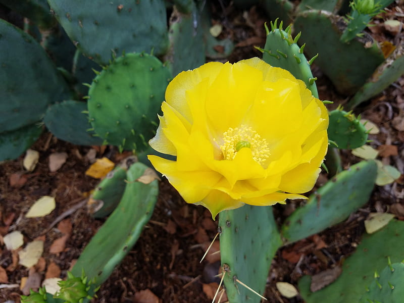 Single Cactus Bloom, flower, nature, plant, yellow, yellow flower, HD wallpaper