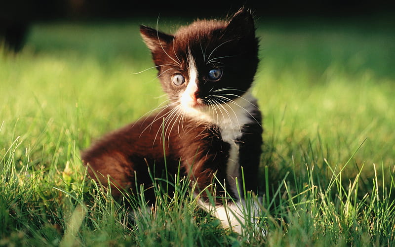 8 5 week kitten -Loveable Baby Kitten on Grass, HD wallpaper