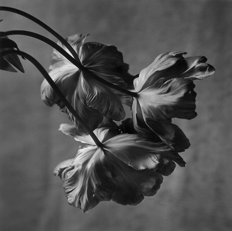 Médula ósea Inicialmente jugador Blanco y negro, tulipanes, flores, naturaleza muerta, gráfico, Fondo de  pantalla HD | Peakpx