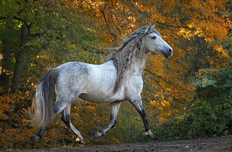 Dapple Grey Spaniard, gris, andalusian, dapple, horses, spanish, HD wallpaper