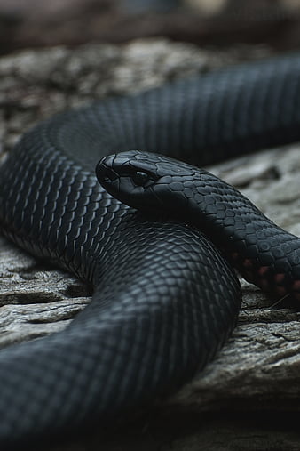 280 Snake HD Wallpapers and Backgrounds