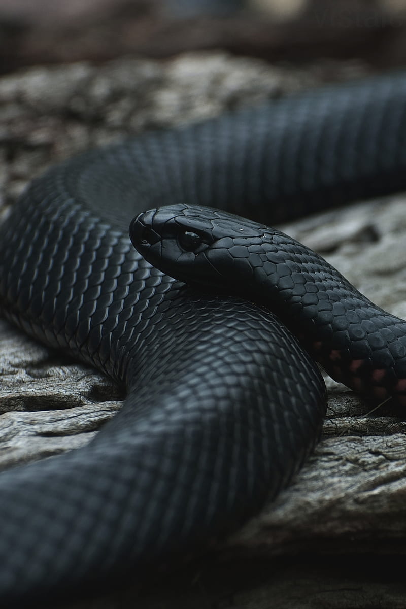 Black Snake, animal, HD phone wallpaper