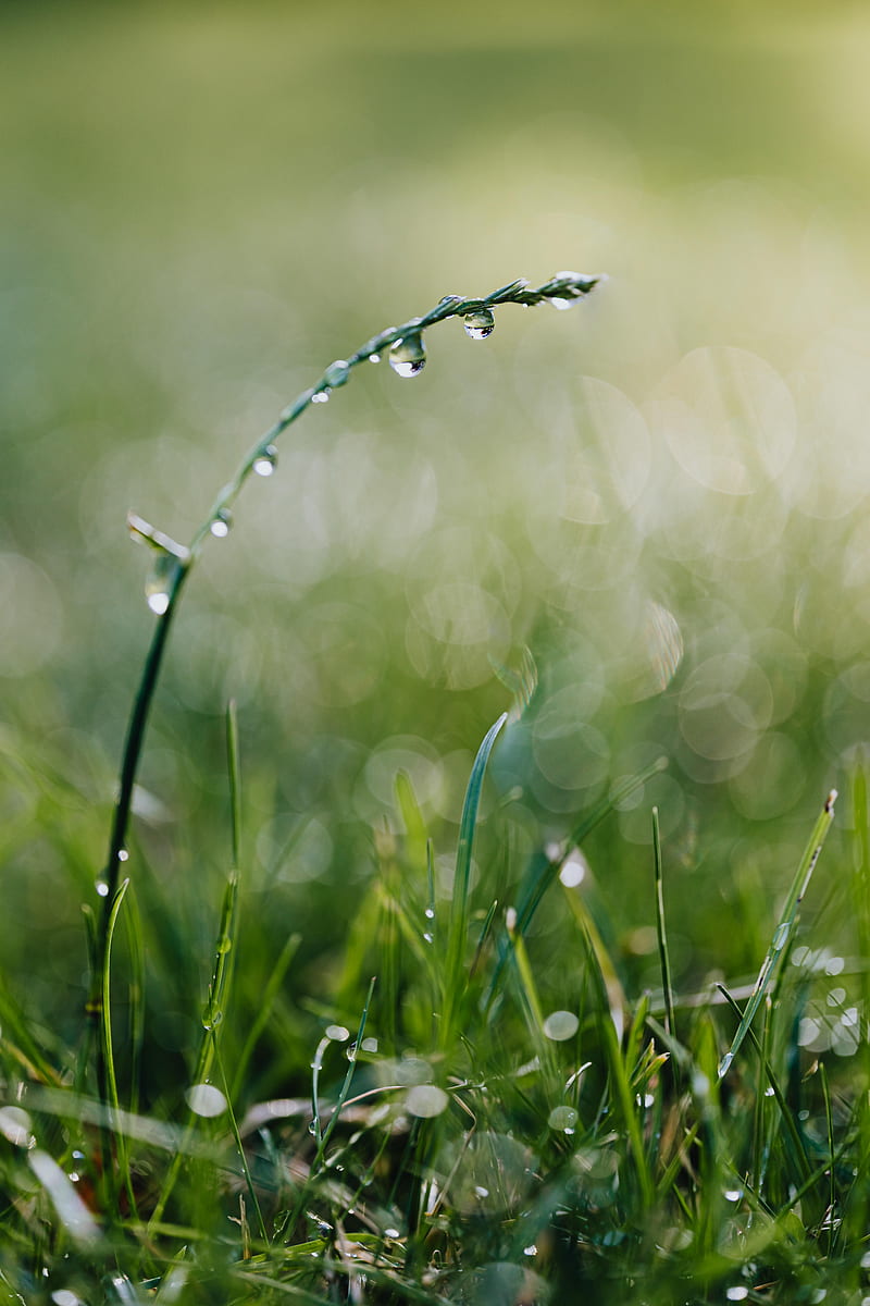 Water Dew On Green Grass, Hd Phone Wallpaper 