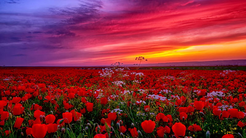 Red Common Poppy And White Flowers Field Under Light Purple Pink Red Yellow Clouds Sky Flowers, HD wallpaper