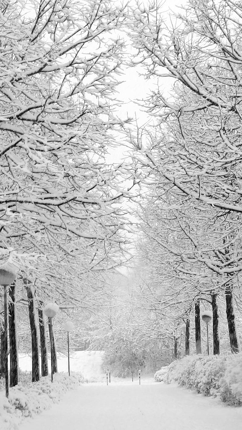 Winter Wonderland, christmas, cold, forest, snow, tree, HD phone wallpaper  | Peakpx
