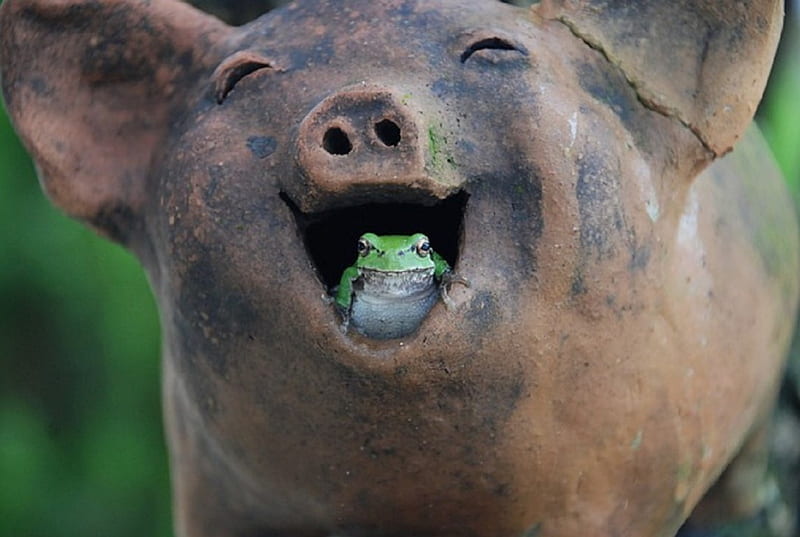FROGGY AND PAL, PIG, FROG, GREEN, LITTLE, HD wallpaper