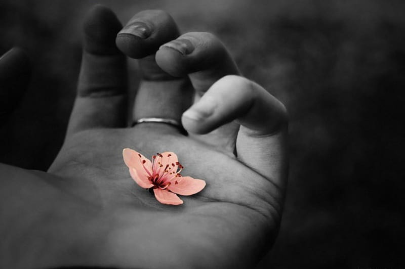 Fragility, hand, two colors, love, HD wallpaper