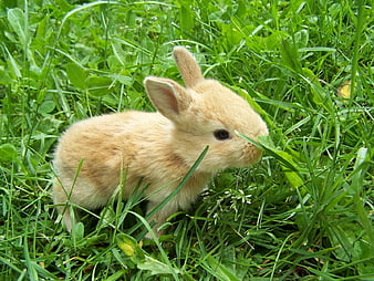 baby bunny wallpapers