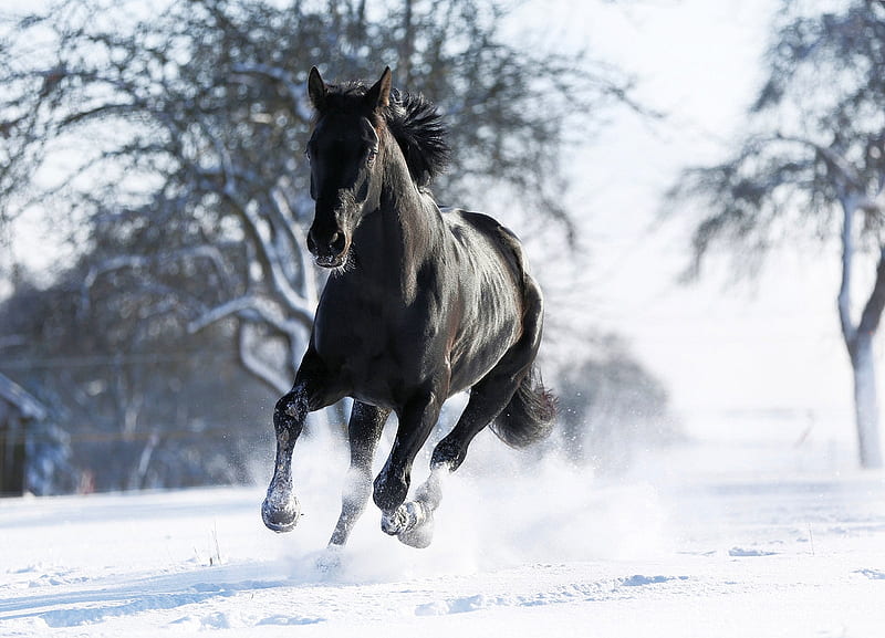 Black Horse, tree, snow, winter, gallopping, HD wallpaper