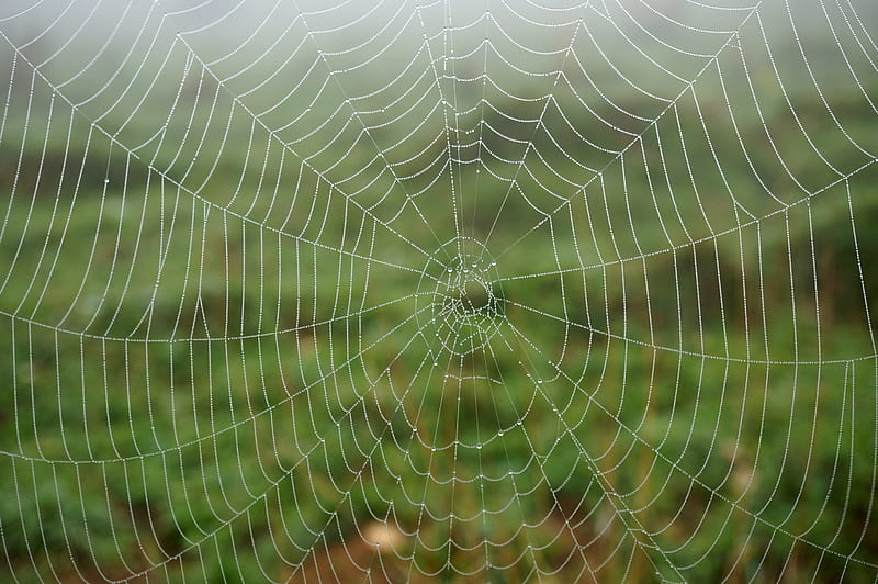 Cobweb Dew Drops Macro Wet Hd Wallpaper Peakpx