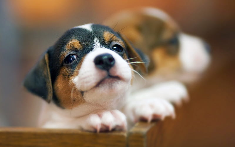 Beagle Dog, muzzle, pets, puppy, dogs, cute animals, Beagle, HD wallpaper