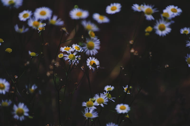 daisies, flowers, insect, macro, HD wallpaper