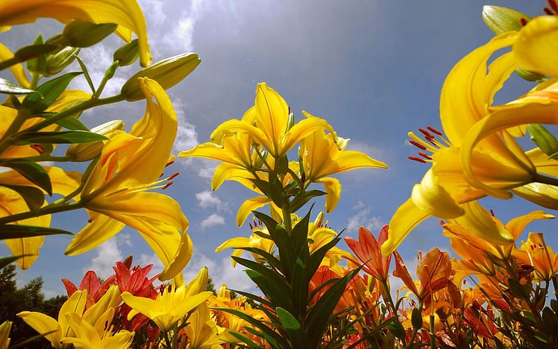 Flowers, , Lily, Yellow Flower, HD wallpaper | Peakpx