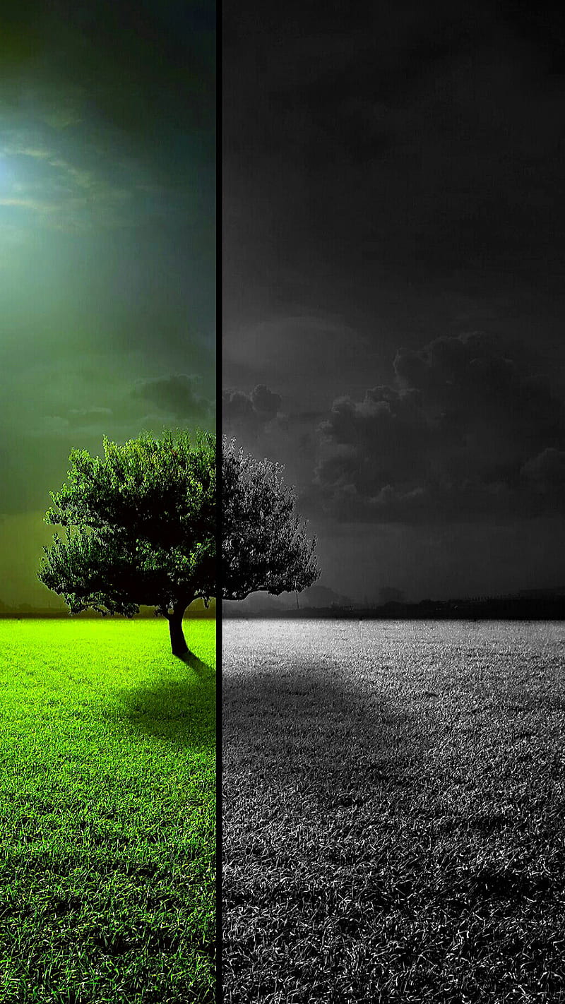 Solo Tree, amoled, black, green nature, night, sky, HD phone wallpaper |  Peakpx