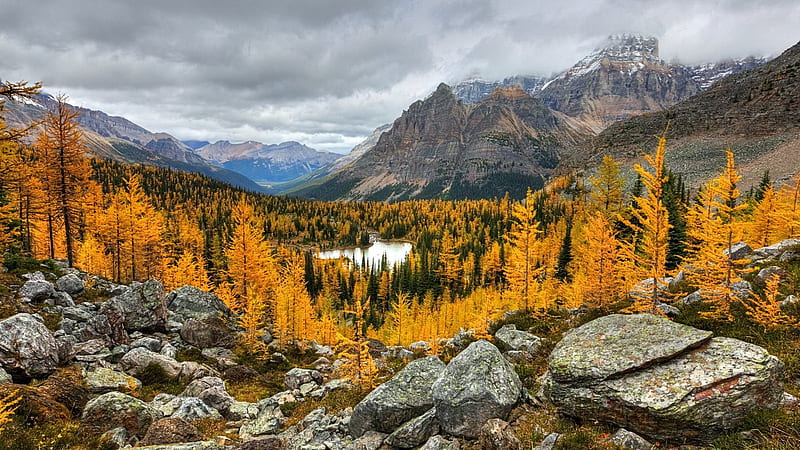 autumn, mountain, forest, Yoho National Park, Golden Glow, British Columbia, HD wallpaper