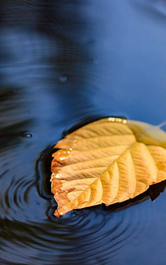 https://w0.peakpx.com/wallpaper/531/309/HD-wallpaper-closeup-water-yellow-puddle-leaf-tumblr-lockscreen-leaf-thumbnail.jpg