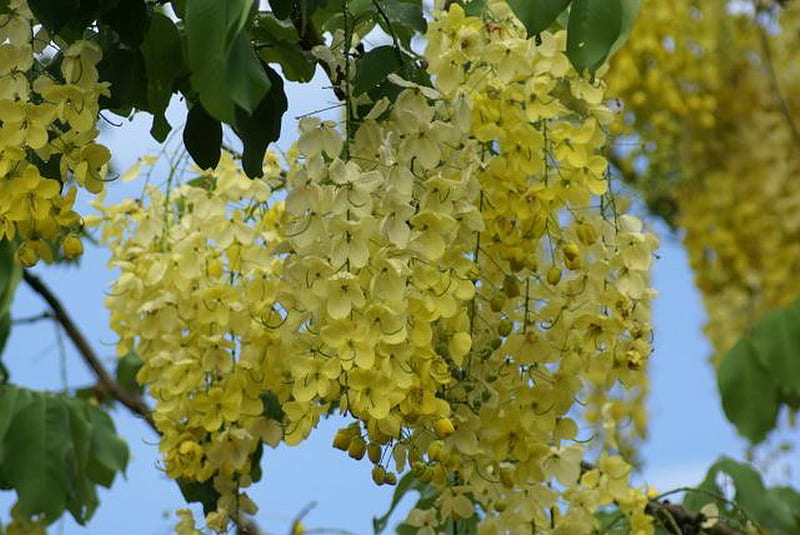 CASSIA FISTULA, yellow, beauty, tree, cascade, HD wallpaper