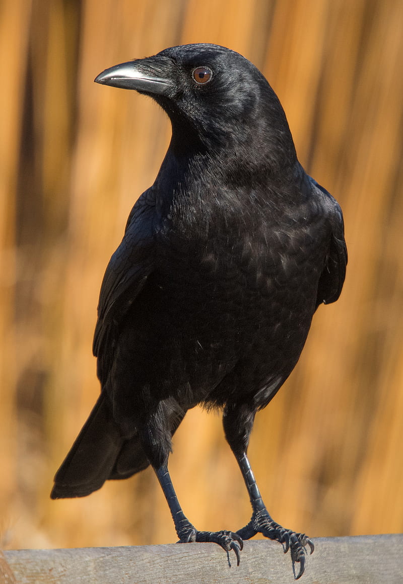 raven, bird, watching, black, wildlife, HD phone wallpaper
