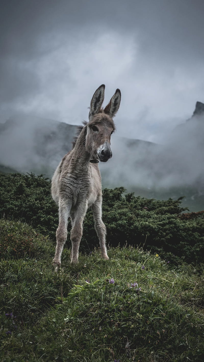 Cute donkey, animal, fog, HD phone wallpaper | Peakpx