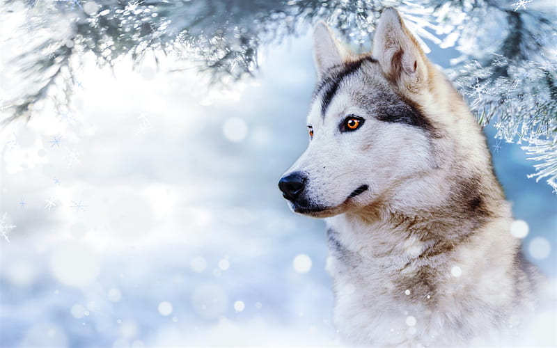 husky, beautiful dog, winter, snow, cute animals, dogs, HD wallpaper