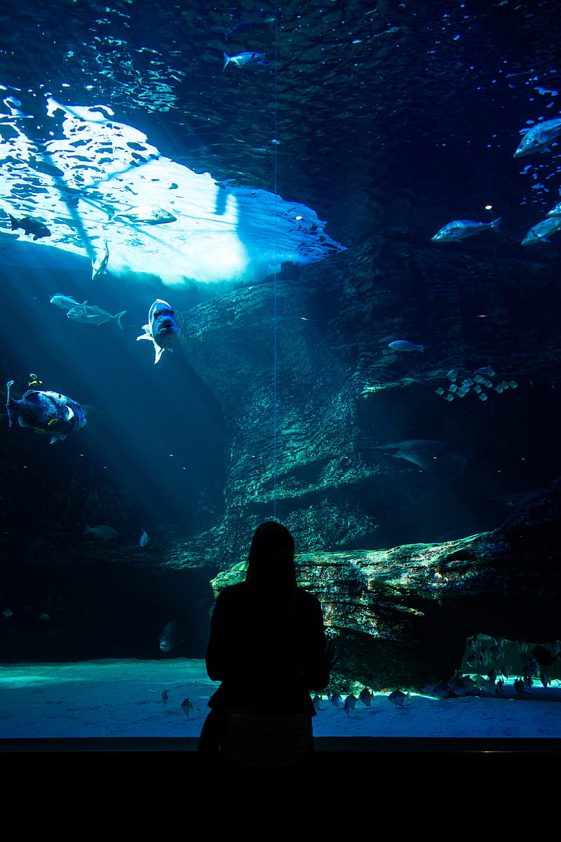 aquarium, fish, silhouette, dark, underwater world, HD phone wallpaper