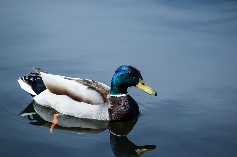 close up of mallard duck, HD wallpaper
