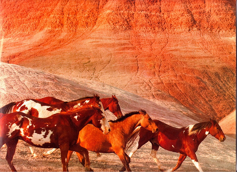 Canyon Herd, Horses, Beautiful horses, Wild Horses, Mustangs, HD wallpaper