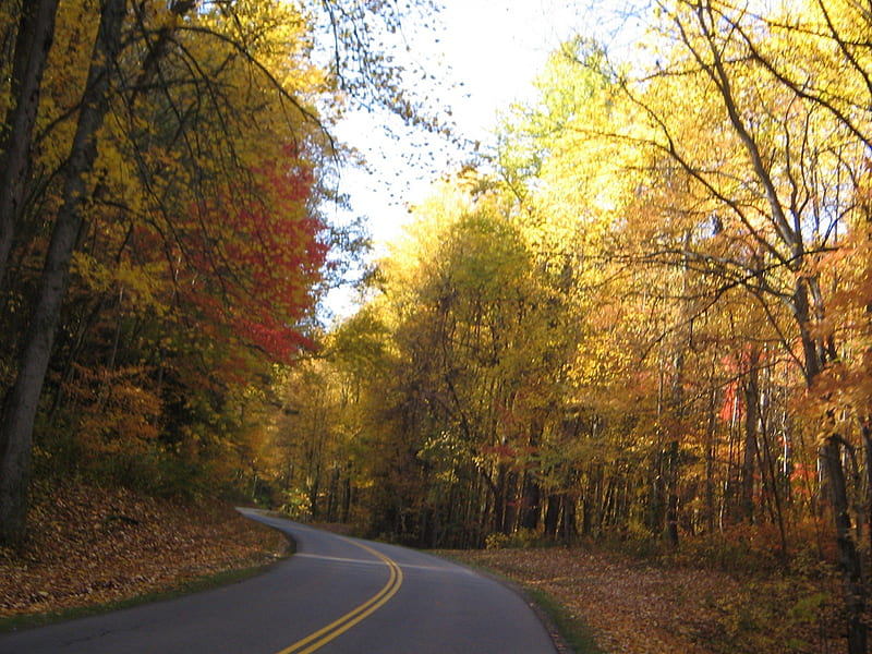 smokey mountains, tn, mountain, forest, fall, nature, road, trees, HD wallpaper
