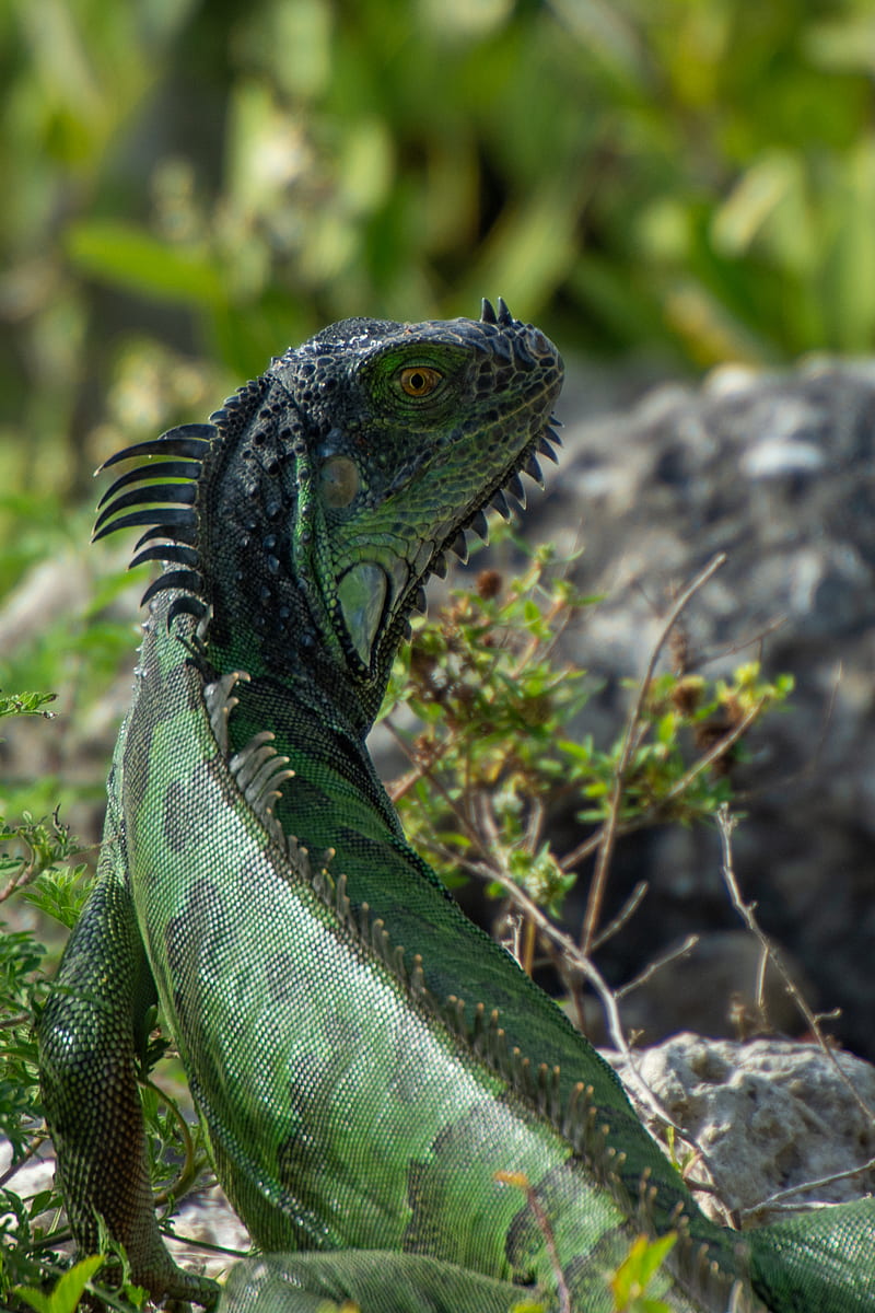 iguana, lizard, reptile, glance, green, HD phone wallpaper