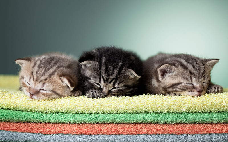 Scottish Fold Kittens pets, Scottish Fold, kittens cute animals, cats, Scottish Fold Cat, HD wallpaper