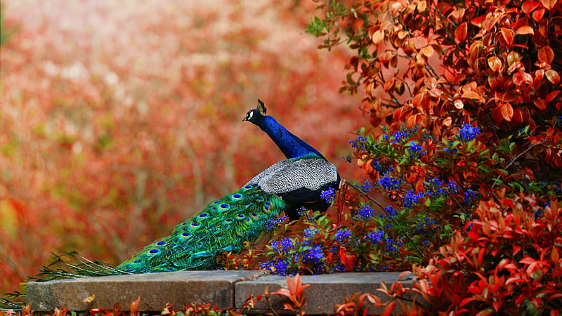 Animal Peacock 4k Ultra HD Wallpaper