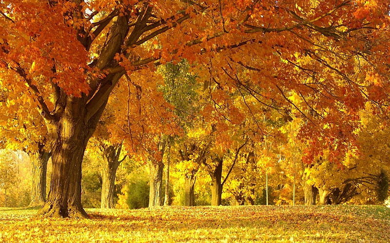 Golden Colors, autumn, orange, yellow, tree, leaves, limbs, nature, trunk, field, landscape, HD wallpaper