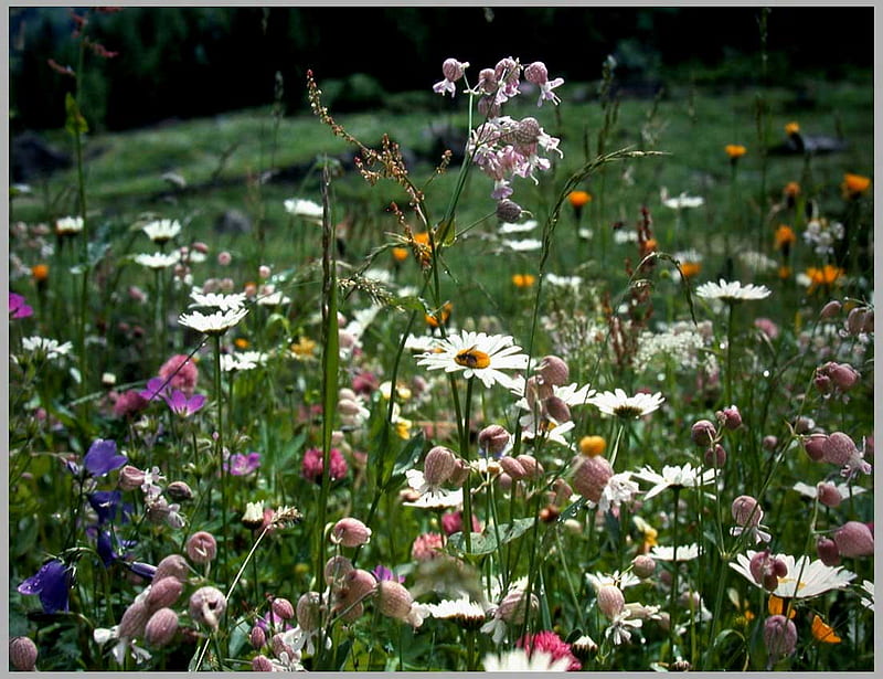 Summer Meadow, daisies, wild flowers, grass, flowers, daisy, meadow, HD wallpaper