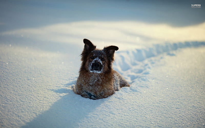 Playtime In The Snow, loyal, fun, animal, winter, pet, german shepherd, snow, large, dog, HD wallpaper
