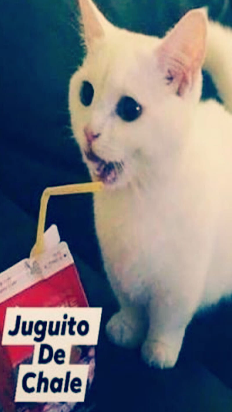 Gato Chale, adorable, white, cat, chale, cat, jugo, kawaii, meme, neko, tierno, HD phone wallpaper
