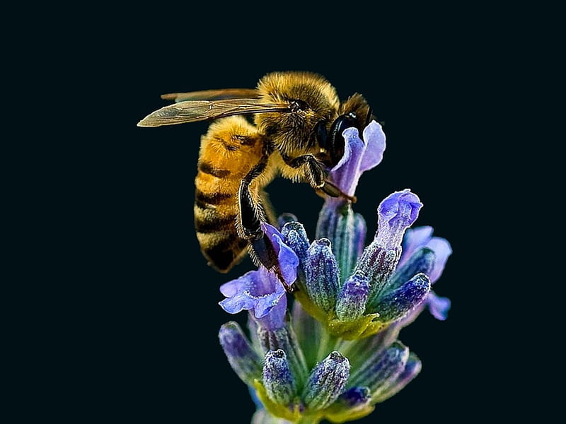 Bee on Flower, color on black, the WOW factor, nature, album, grandma gingerbread, HD wallpaper
