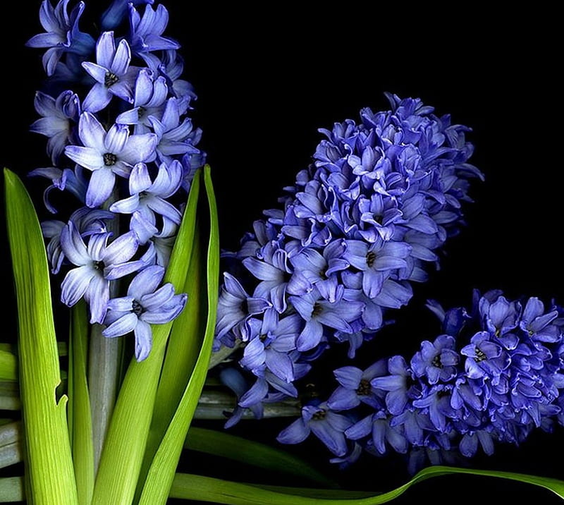 ღ❤ღ, Flowers, Hyacinths, Blue, Colour, HD wallpaper