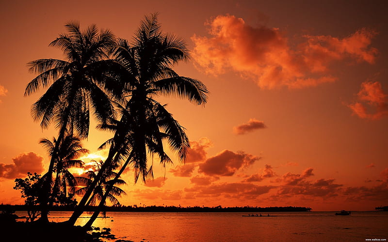 red sunset beach under palm trees, HD wallpaper