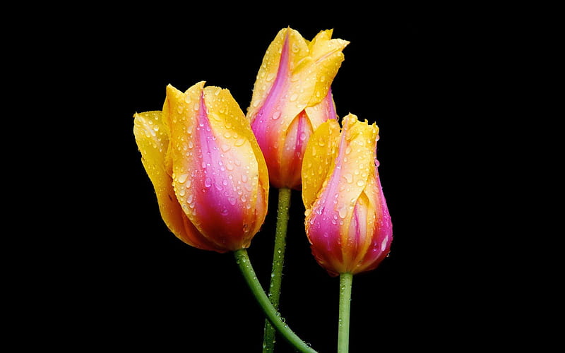 *Beautiful Flowers*, blossom, flowers, yellow, nature, soft, tulips, pink, HD wallpaper